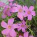 Lukovice: Oxalis articulata pink-ukrasna detelina, slika1